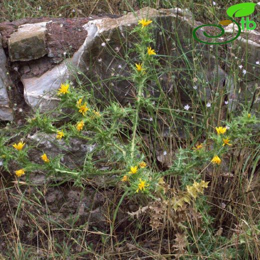 Asteraceae-Papatyagiller