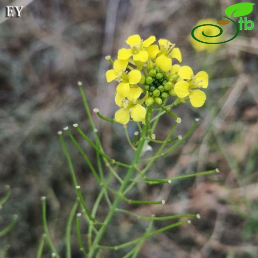 Sisymbrium loeselii