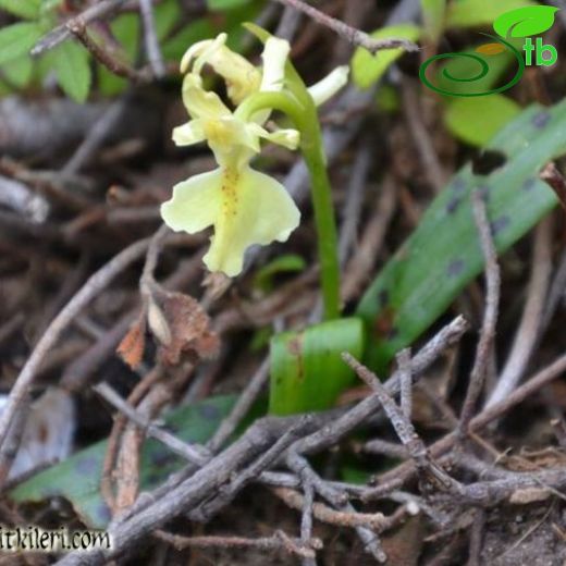 Orchis provincialis