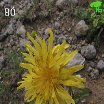 Taraxacum stevenii