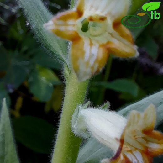 Digitalis-Yüksükotu