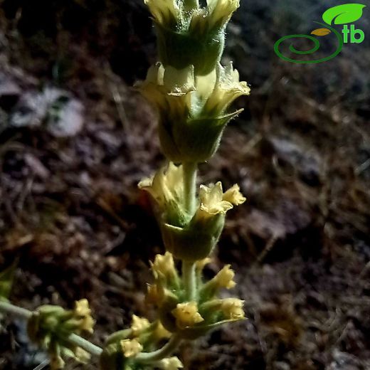 Sideritis galatica