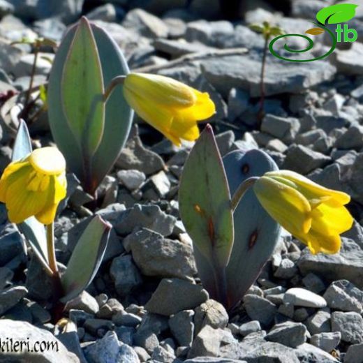 Fritillaria byfieldii