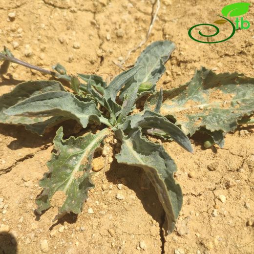 Pseudopodospermum violaceum