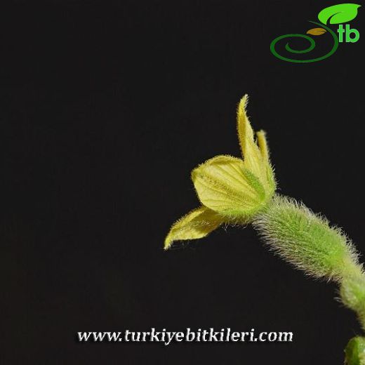 Ecballium-Eşekhıyarı