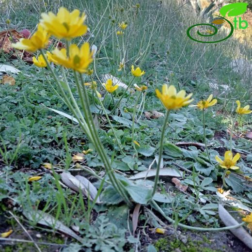 Ranunculus-Düğünçiçeği