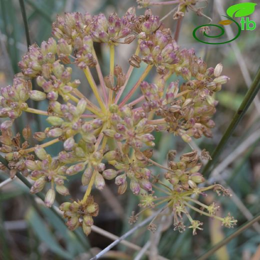 Apiaceae-Maydanozgiller