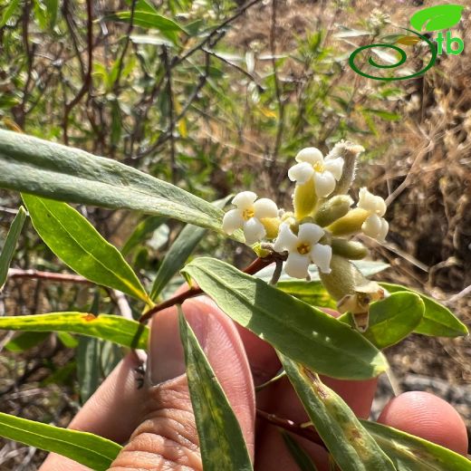 Thymelaeaceae-Sıyırcıkgiller