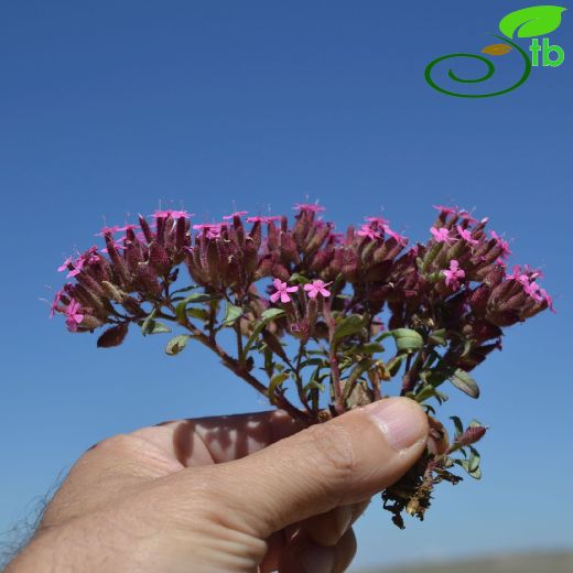 Saponaria prostrata
