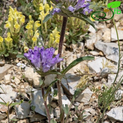 Sachokiella-Topçıngırak