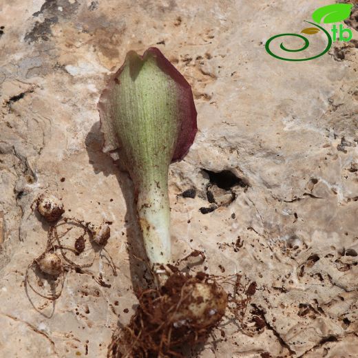 Araceae-Yılanyastığıgiller
