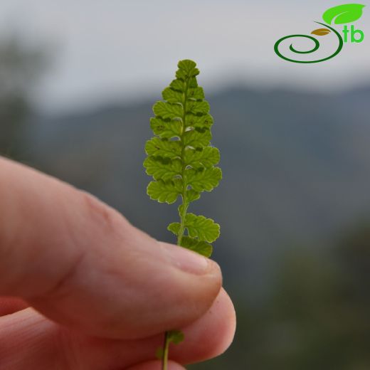 Asplenium bourgaei