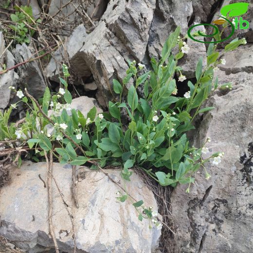 Omphalodes ripleyana
