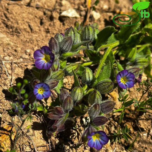 Boraginaceae-Hodangiller