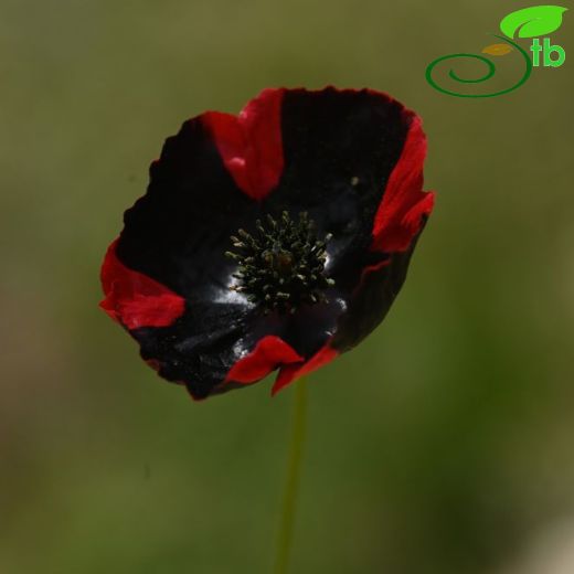 Papaver argemone