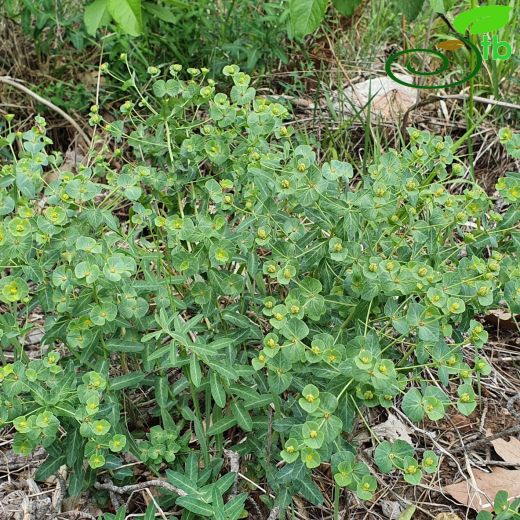 Euphorbia-Sütleğen
