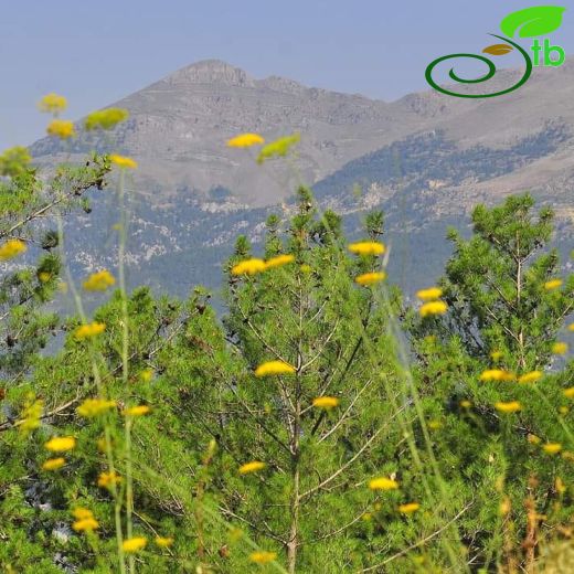 Dichoropetalum