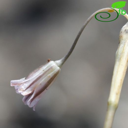 Allium peroninianum