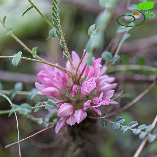 Astragalus cephalotes