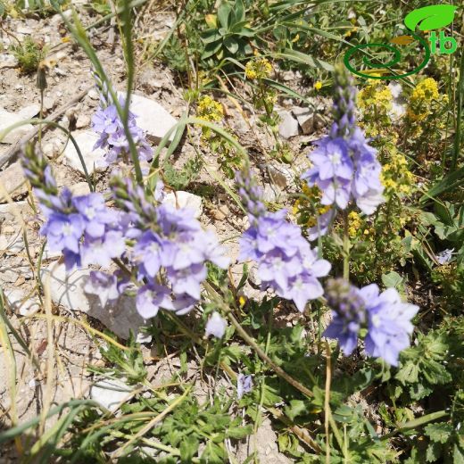 Veronica austriaca