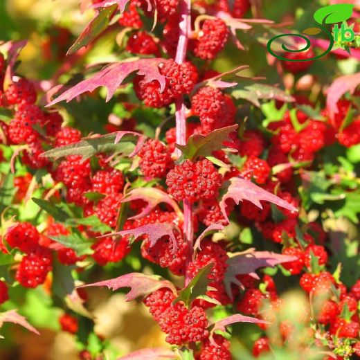 Amaranthaceae-Horozibiğigiller