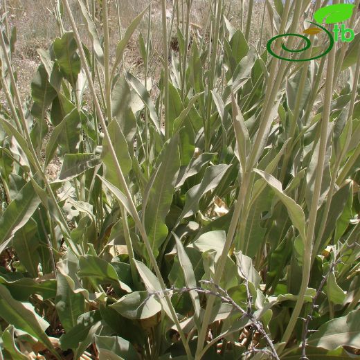 Cephalaria anamurensis