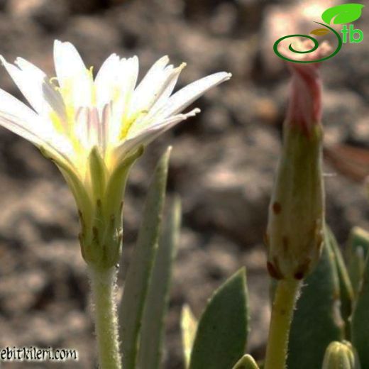 Taraxacum mirabile