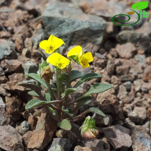 Viola denizliensis