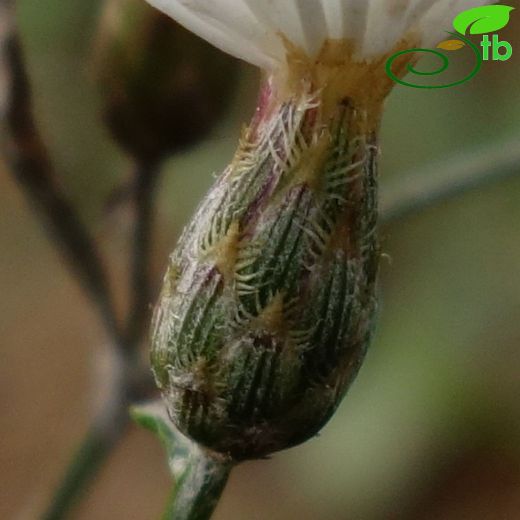 Asteraceae-Papatyagiller
