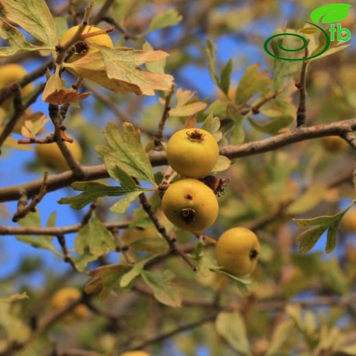 Crataegus azarolus