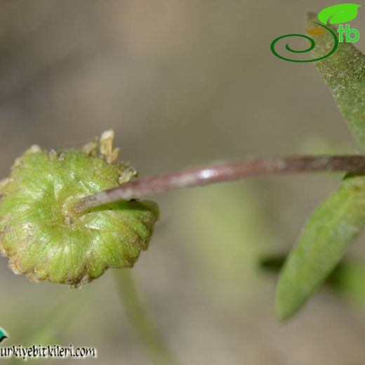 Chlamydophora-Altuncuk