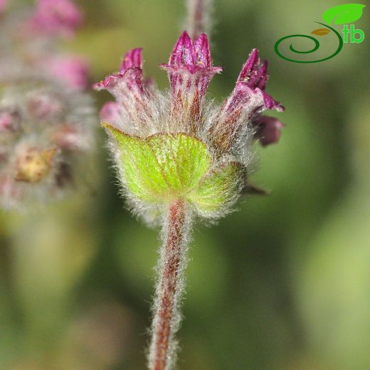Sideritis-Dağçayı