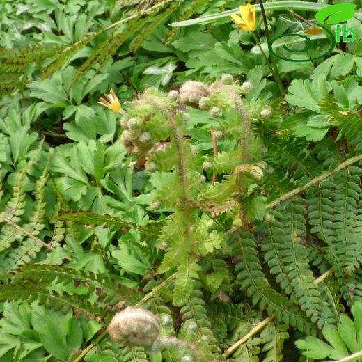 Polystichum setiferum