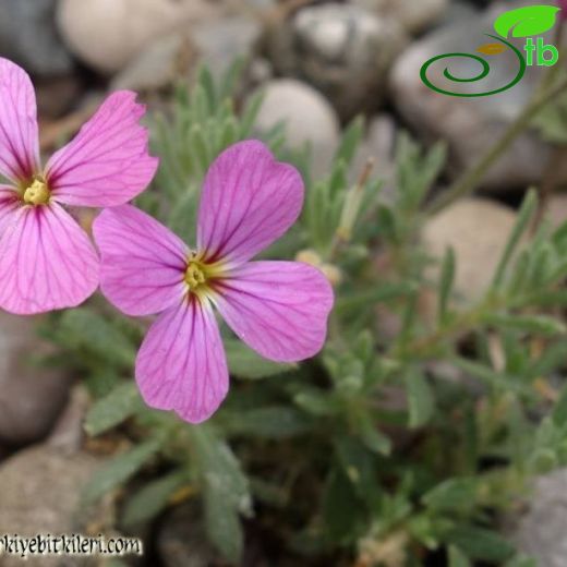 Arabis aubrietoides