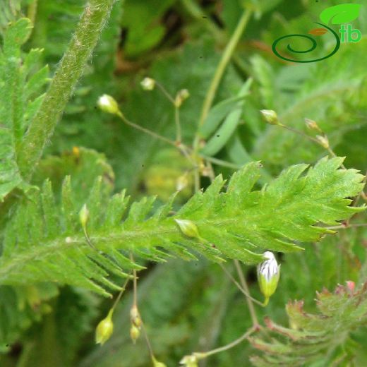 Achillea-Civanperçemi