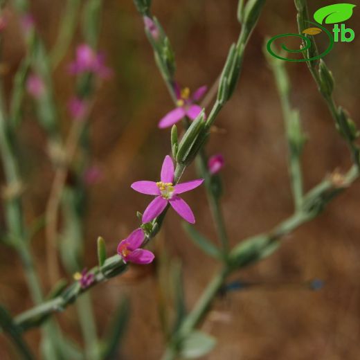 Gentianaceae-Gentiyangiller