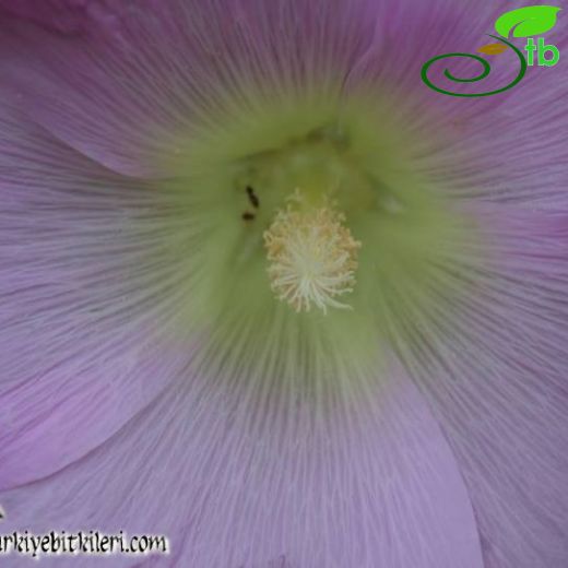 Alcea digitata