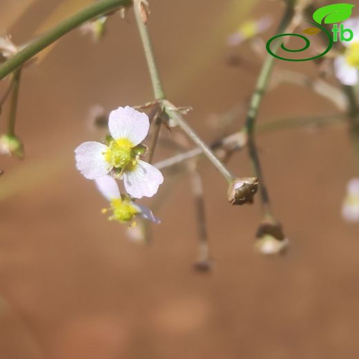 Alismataceae-Kurbağakaşığıgiller