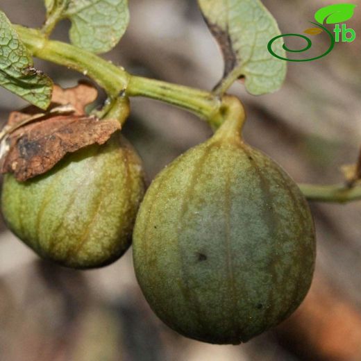 Aristolochia parvifolia