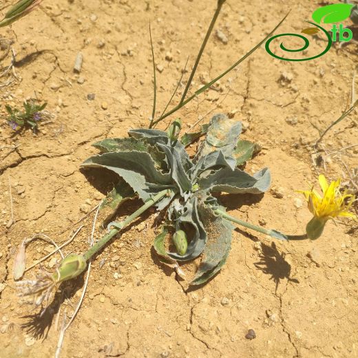 Pseudopodospermum violaceum