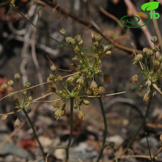 Allium pictistamineum