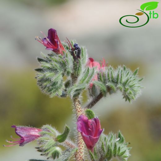 Echium angustifolium