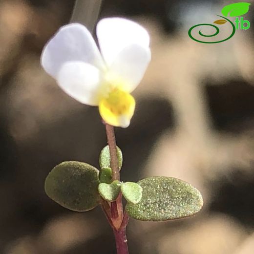 Violaceae-Menekşegiller