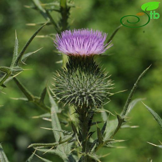 Cirsium vulgare