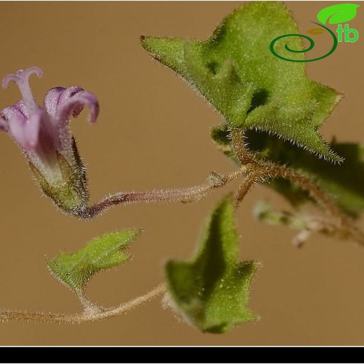 Campanula acutiloba
