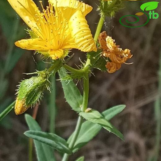 Hypericum rumeliacum