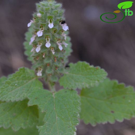 Teucrium lamiifolium