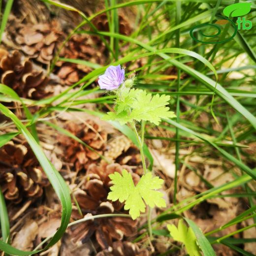 Geranium-Turnagagası