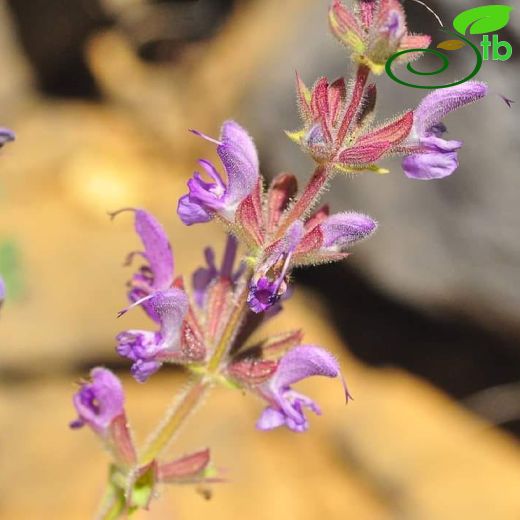 Salvia adenocaulon