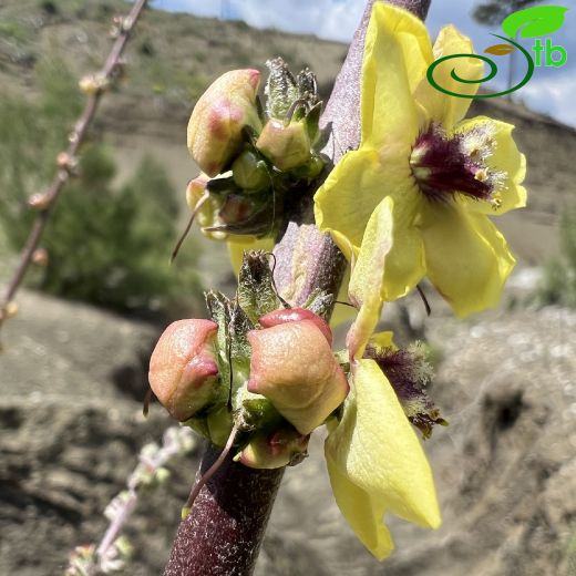 Verbascum-Sığırkuyruğu